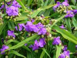 Tradescantia virginiana