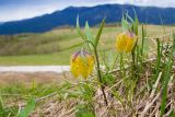 Fritillaria ophioglossifolia