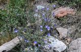 Linum altaicum