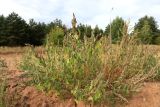 Amaranthus retroflexus. Плодоносящее растение. Республика Татарстан, г. Набережные Челны, Автозаводский р-н, 61-й комплекс, пустырь около ипподрома. 07.09.2022.