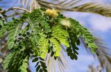 Albizia lebbeck