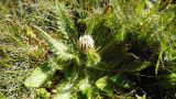 Cirsium rhizocephalum