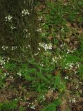 Arabidopsis arenosa. Цветущее растение в грабово-дубовом лесу. Украина, Закарпатская обл., Виноградов, Чёрная гора. 5 мая 2008 г.