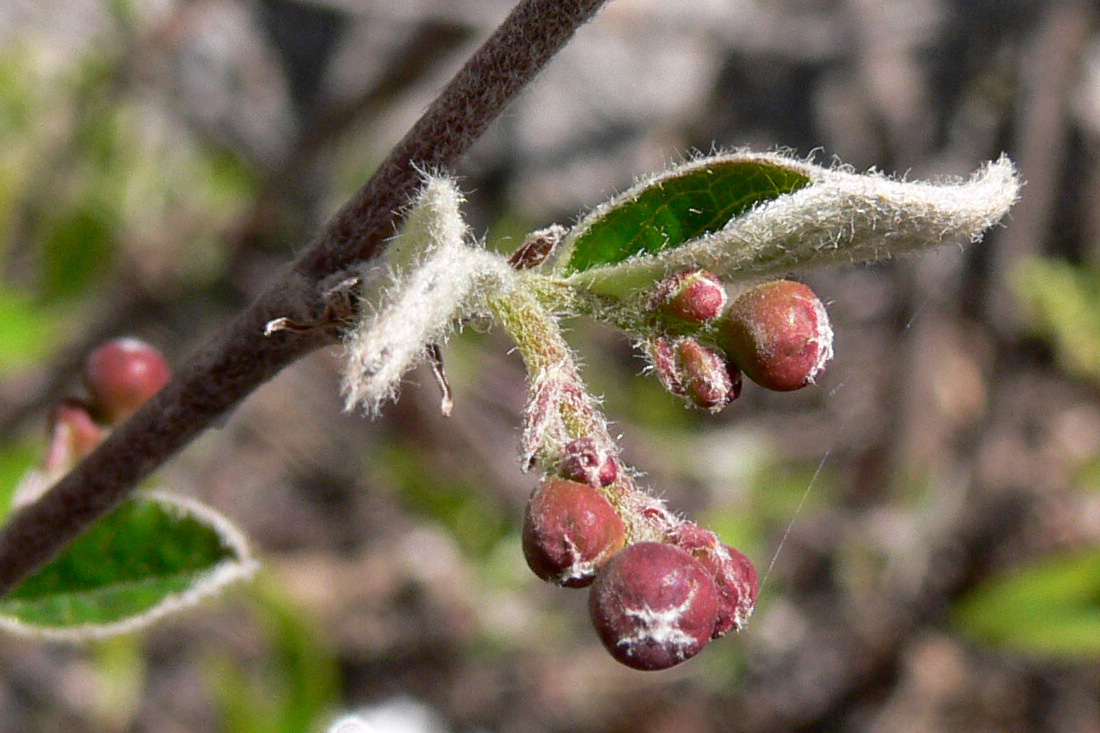 Изображение особи Cotoneaster melanocarpus.