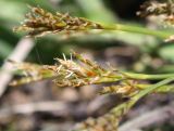 Carex ornithopoda