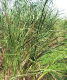 Typha austro-orientalis