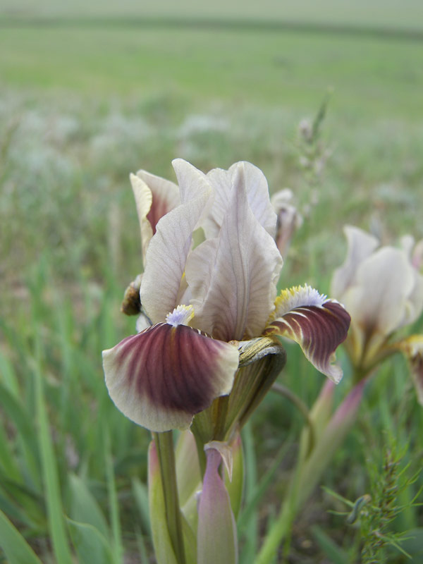 Image of Iris scariosa specimen.