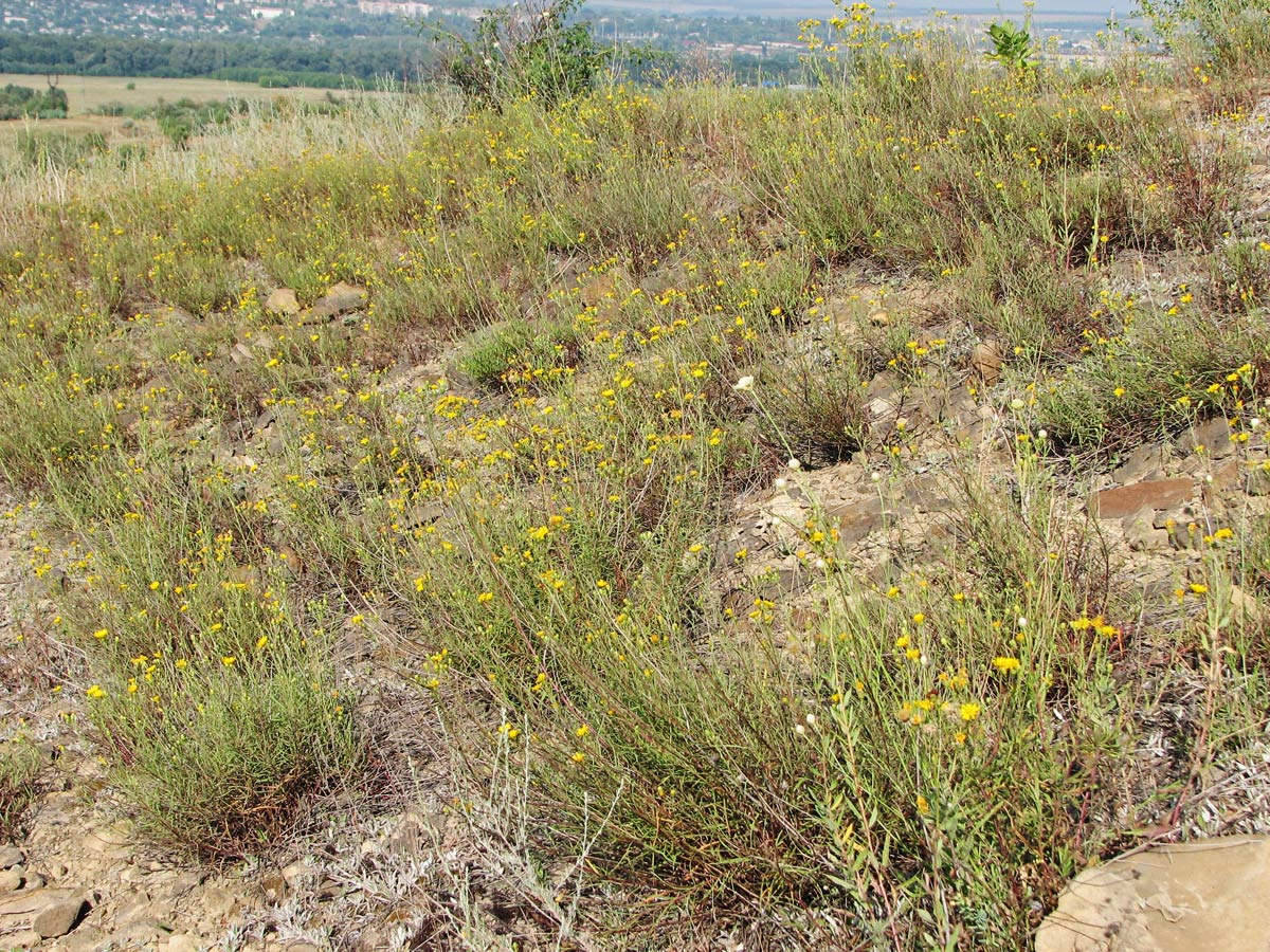 Image of Hieracium filifolium specimen.