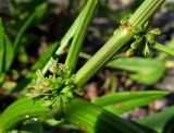 Rumex palustris. Соцветие в пазухе листа. Испания, г. Валенсия, Альбуфера (Albufera de Valencia), берег оросительного канала. 6 апреля 2012 г.