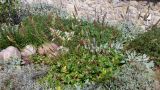 Heuchera cylindrica