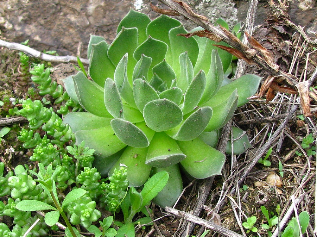 Изображение особи Sempervivum ruthenicum.