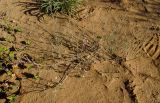 Eremobium aegyptiacum. Цветущее растение. Израиль, южный Негев, восточная часть долины Увда, пески нахаль Касуй. 06.03.2013.