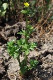 Ranunculus muricatus