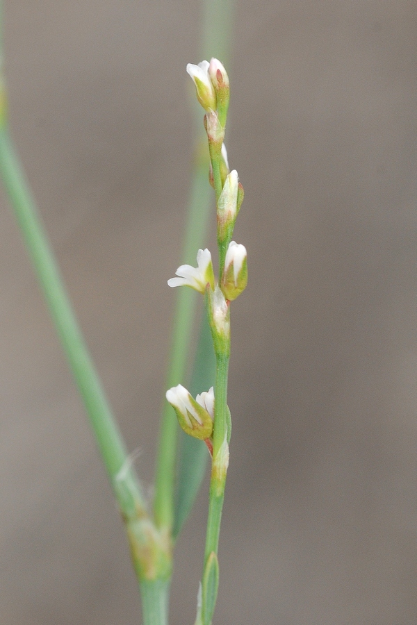 Изображение особи Polygonum patulum.