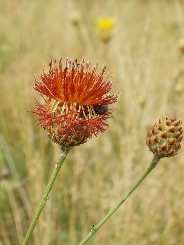 Изображение особи род Centaurea.