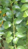 Bougainvillea spectabilis