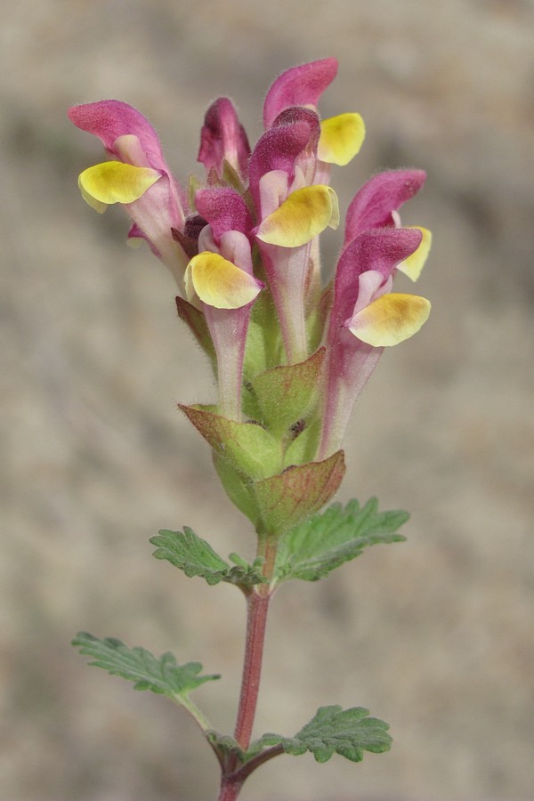 Изображение особи Scutellaria orientalis.