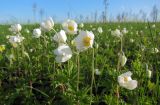 Anemone sylvestris. Цветущие растения. Татарстан, Ютазинский р-н. 18.05.2014.