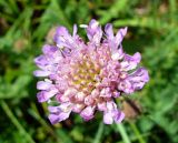 Knautia arvensis. Распускающееся соцветие. Ярославская обл., Ярославский р-н, окр. пос. Красные Ткачи, просека под ЛЭП. 27 июля 2014 г.