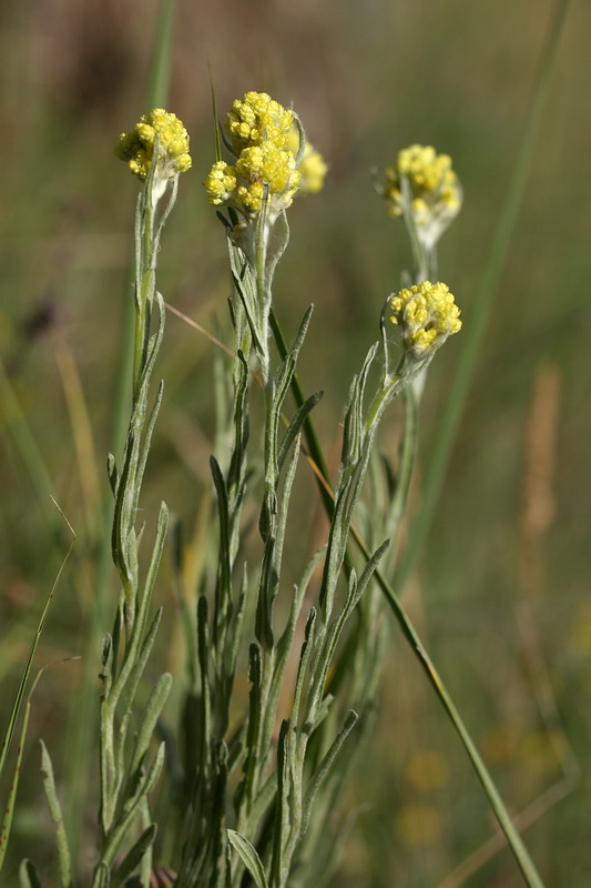 Изображение особи Helichrysum arenarium.