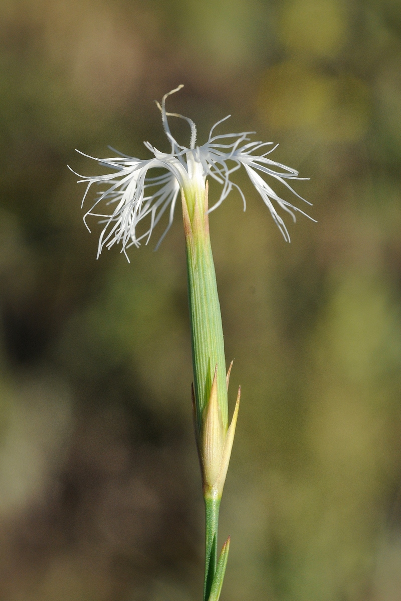 Image of Dianthus kuschakewiczii specimen.