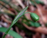 Galanthus rizehensis. Верхушка побега с плодом. Краснодарский край, Сочи, окр. Адлера, широколиственный лес. 15.02.2015.