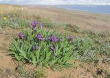 Iris pumila