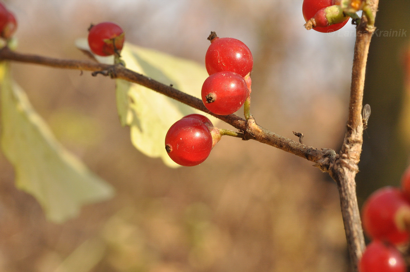 Изображение особи Lonicera maackii.