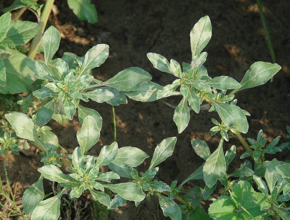 Изображение особи Amaranthus blitoides.