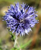 Echinops ruthenicus