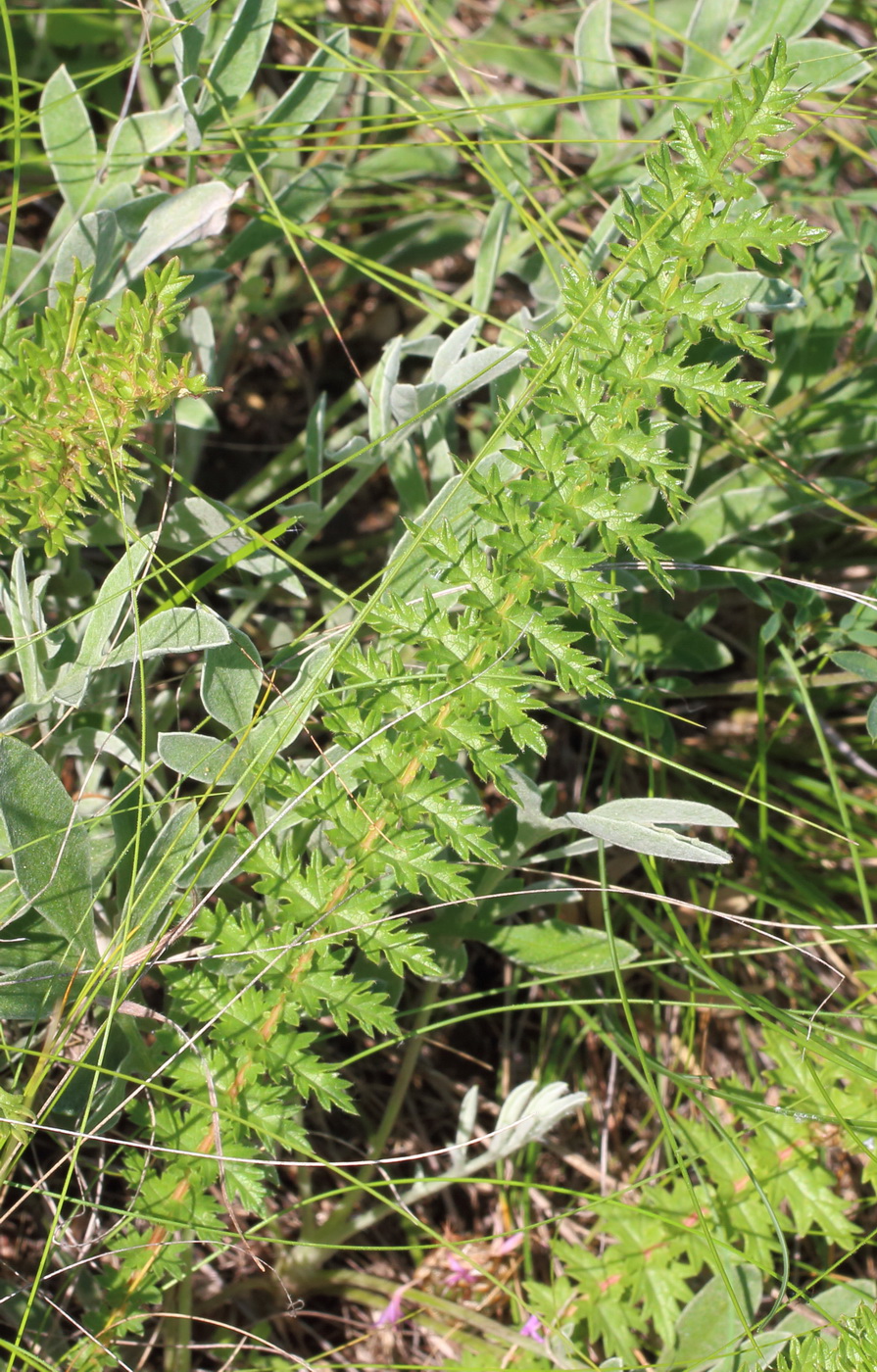 Изображение особи Filipendula vulgaris.