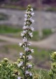 Echium biebersteinii