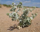 Eryngium maritimum. Цветущее растение. Краснодарский край, м/о Анапа, окр. станицы Благовещенская, Витязевская коса, песчано-ракушечный пляж. 03.07.2016.