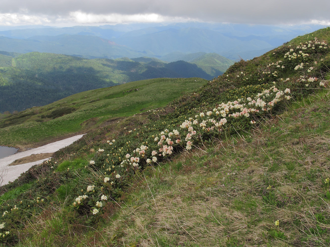 Изображение особи Rhododendron caucasicum.