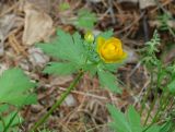 genus Trollius. Верхушка цветущего растения. Иркутская обл., Шелеховский р-н, окр. с. Шаманка, лес. 11.06.2016.