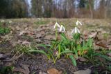 Galanthus plicatus