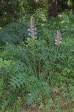 Acanthus mollis