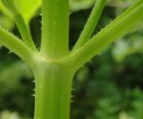 Dipsacus pilosus