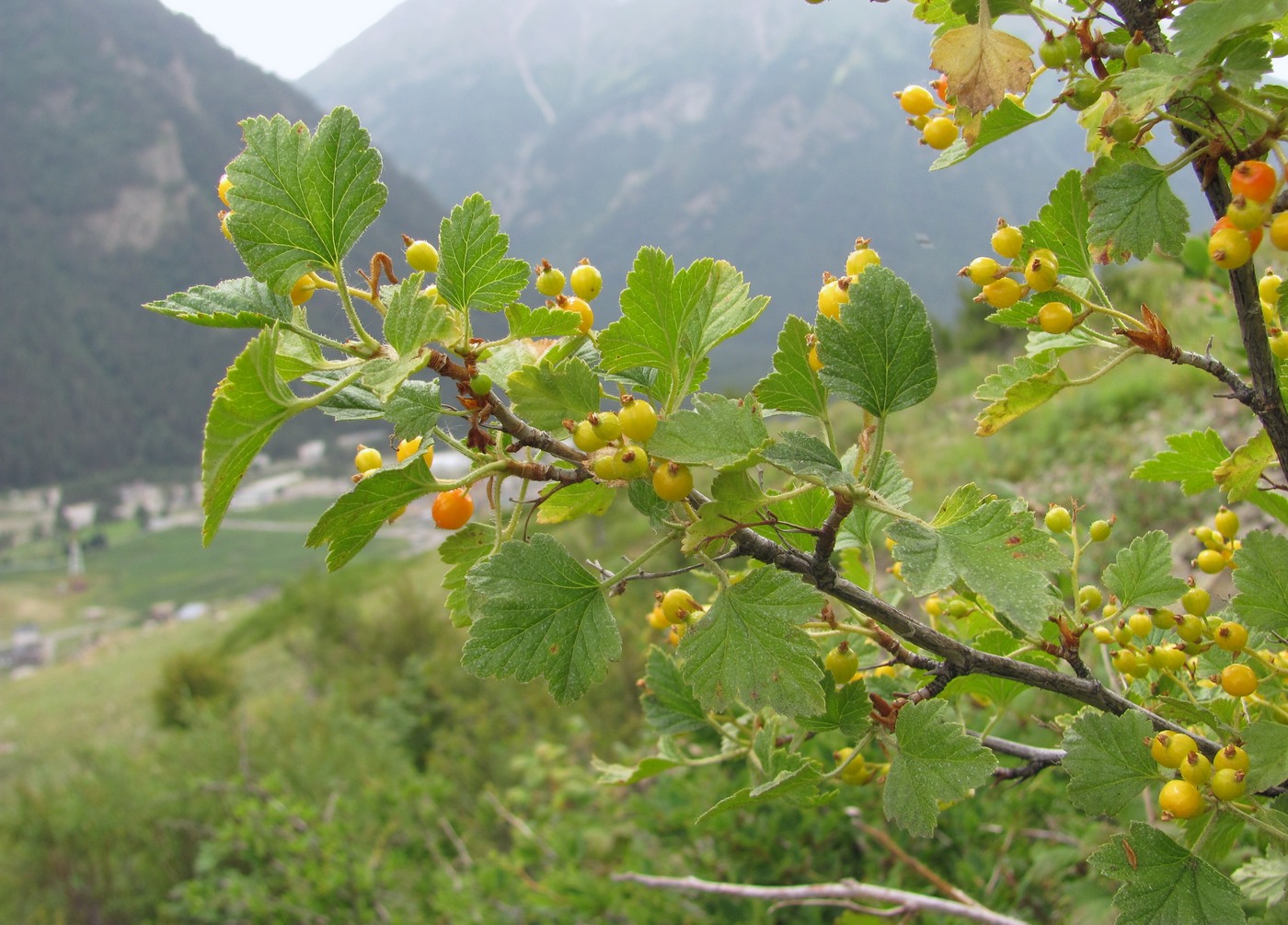 Изображение особи Ribes orientale.