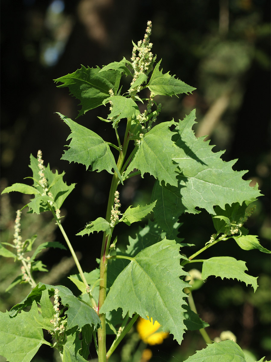 Изображение особи Atriplex calotheca.