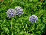 Allium caeruleum. Верхушки побегов с отцветающими соцветиями. Иркутская обл., г. Иркутск, Ботанический сад ИГУ. 21.07.2017.