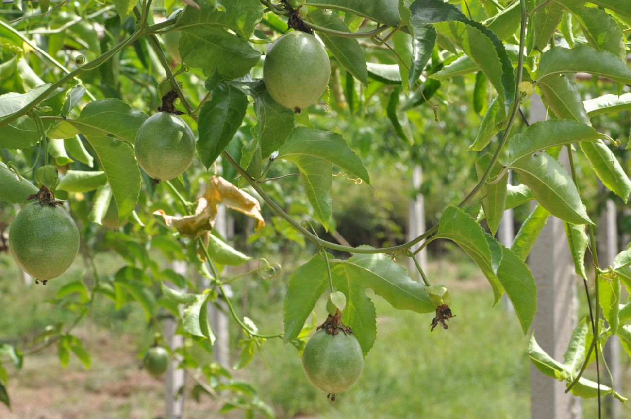 Изображение особи Passiflora edulis.