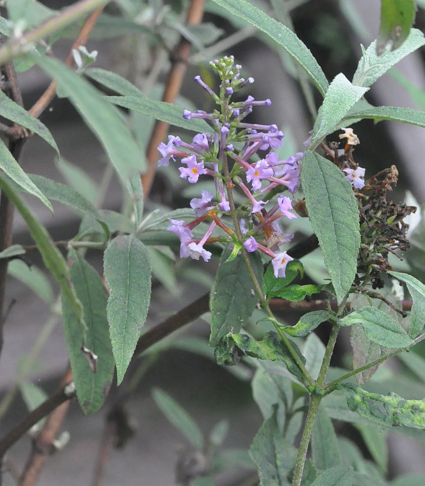 Изображение особи Buddleja davidii.