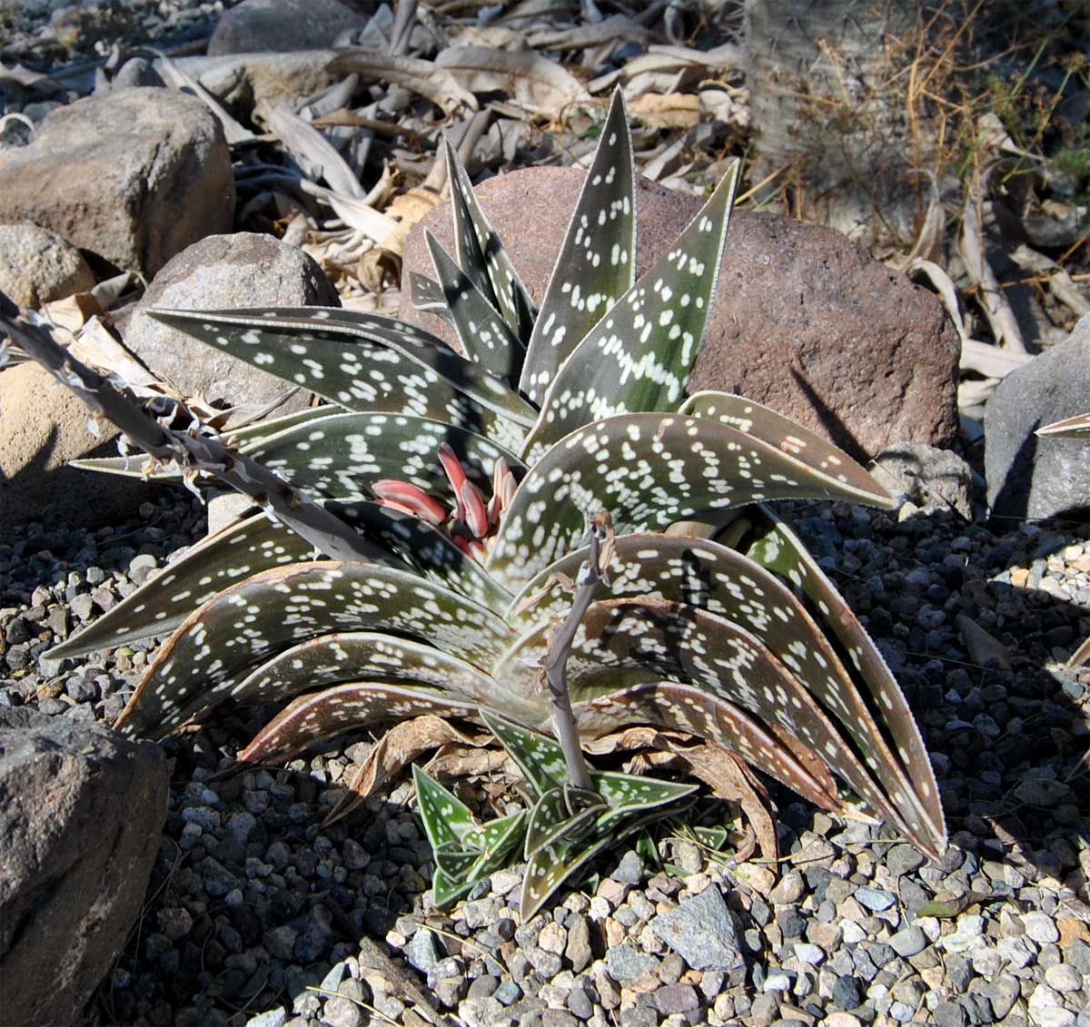 Изображение особи Aloe variegata.
