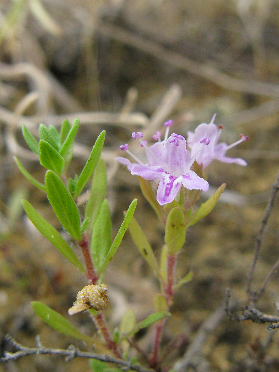 Изображение особи род Thymus.