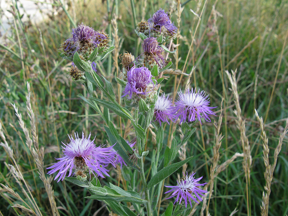 Изображение особи Centaurea abnormis.