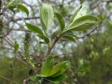 Salix abscondita