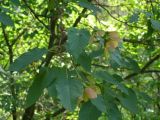 Acer tataricum