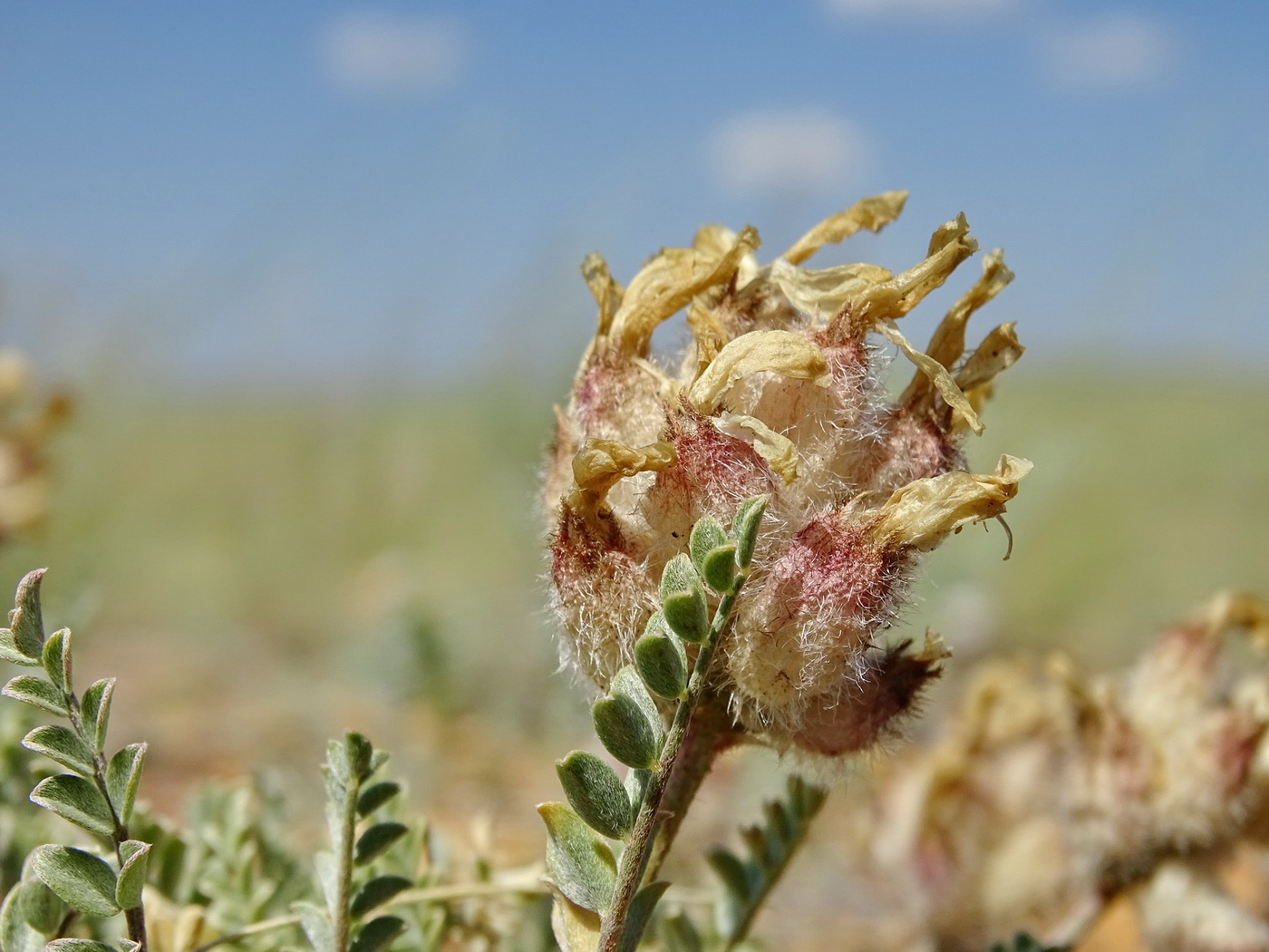Изображение особи Astragalus arkalycensis.