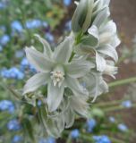 genus Ornithogalum